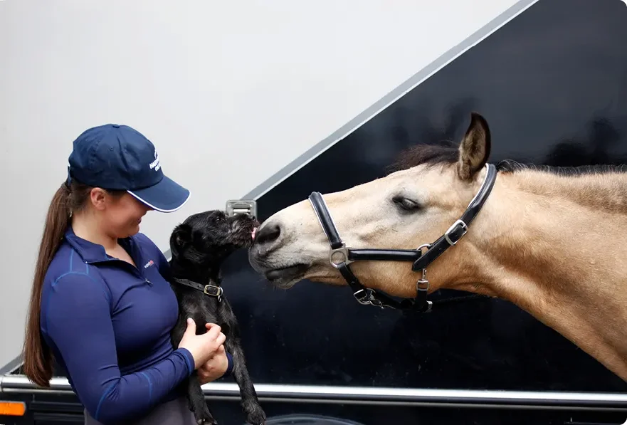 dog and horse smelling each other