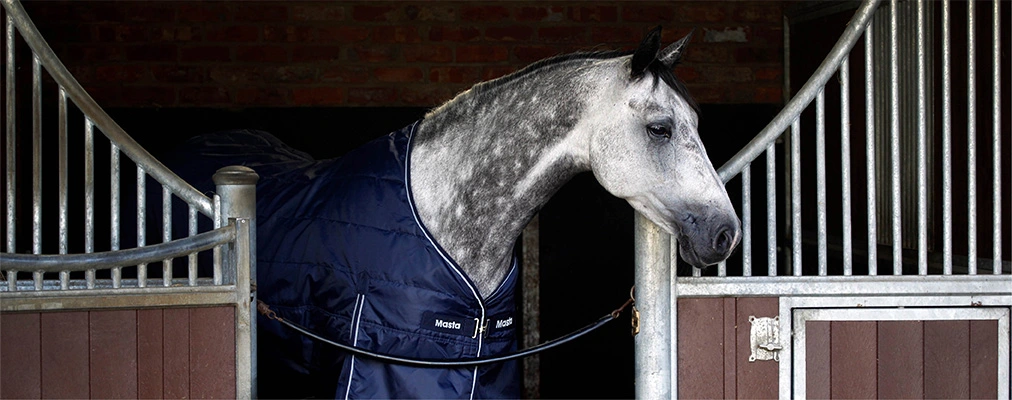 Luxury horse hotel stables with premium facilities