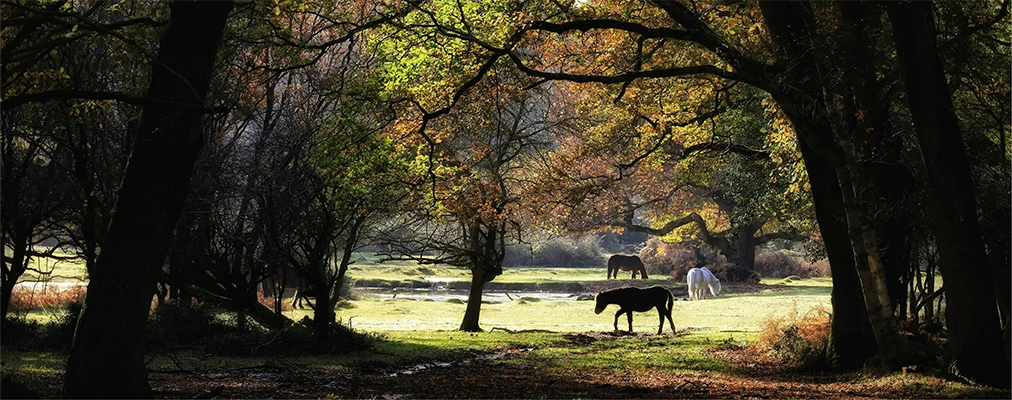 New Forest ponies on heathland with riders in background