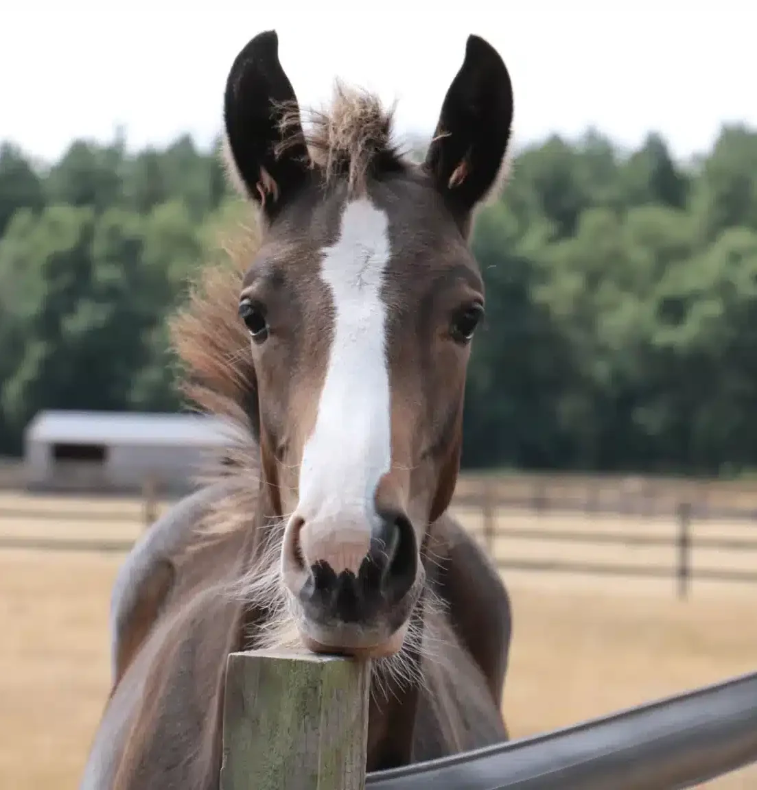 Redwings Horse Sanctuary Official Charity Partner Harry Hall One Club 2026