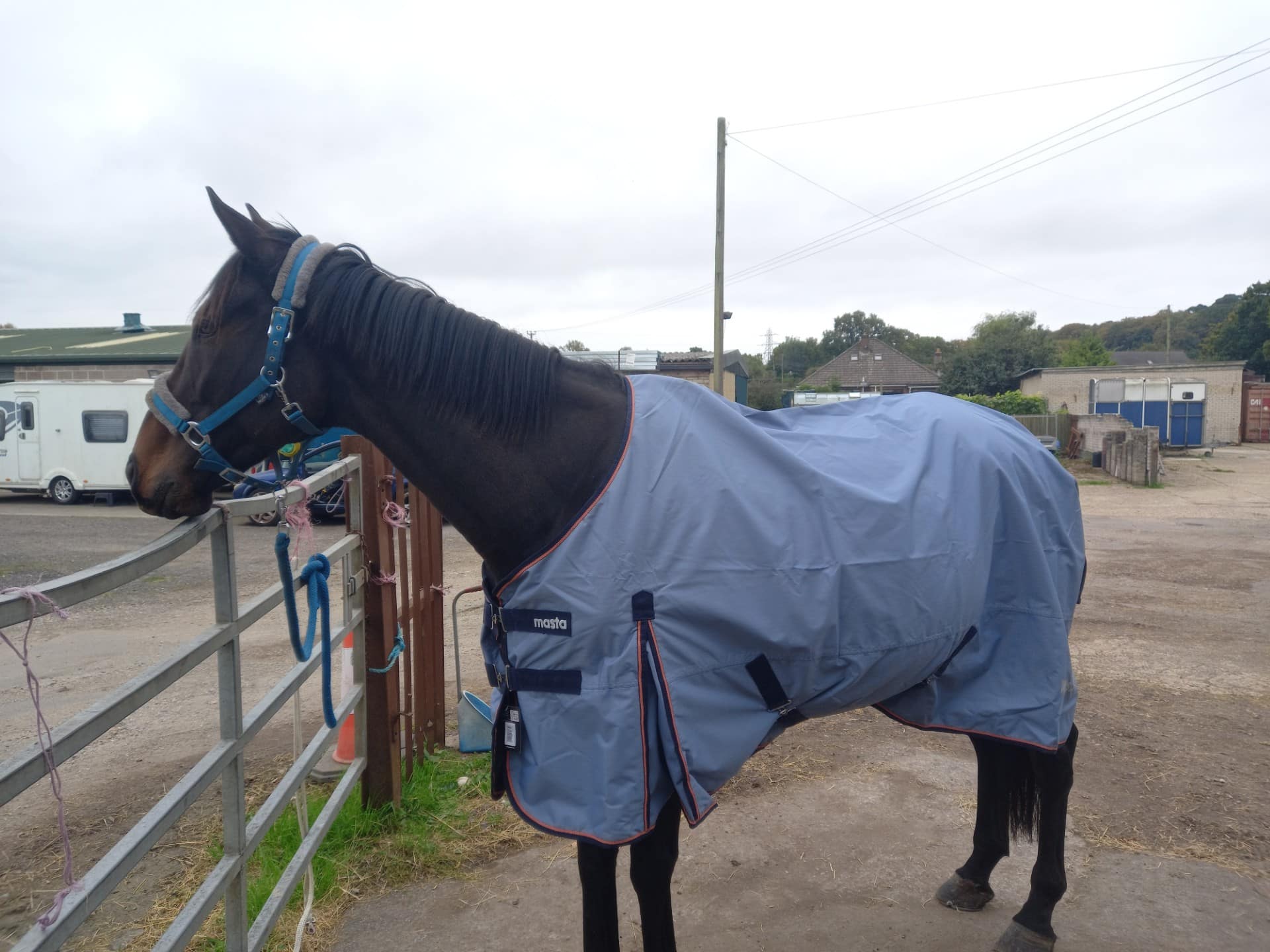 Anne's horse Ray after an accidental leg injury, supported by Harry Hall horse insurance claim.