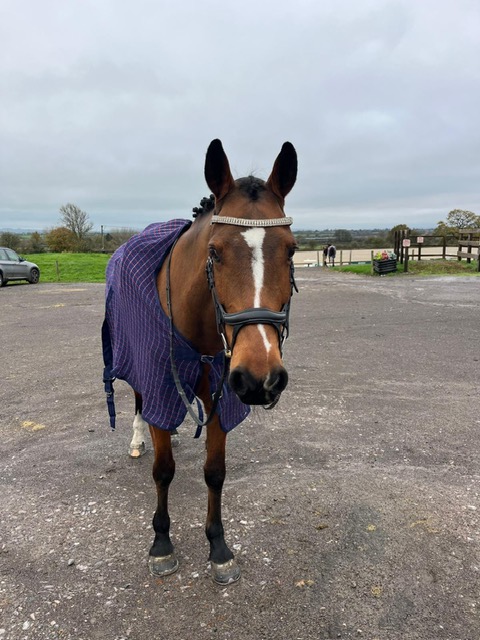 Jo's horse after an accidental facial and hoof injury, supported by Harry Hall horse insurance claim of £157.97.